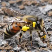 你是否知道蜜蜂的排雷机制是如何工作的例如是通过什么方式来实现的?