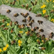 野蜂在野外收回后应该将它们放在什么地方喂食?