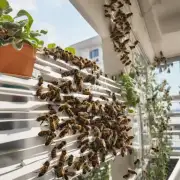 你可以通过什么方法来防止蜜蜂飞入你的小阳台呢?