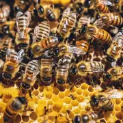 喂蜜蜂不吃白糖的原因是什么?