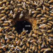 如果将一个蜂箱里的蜜蜂全部清除掉它的蜂巢还会继续存在吗?