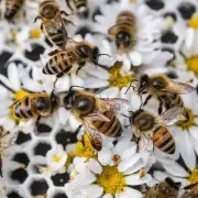 为什么家里的蜜蜂会自己死?
