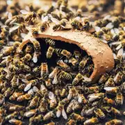 如果蜂巢中有过多的蜜蜂那么蜜蜂可能会变得饥饿并失去活力吗?