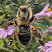 娇兰大蜜蜂限量版香水多少钱一瓶?