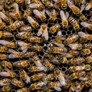 你是否知道蜜蜂为什么在蜂巢中拥有排雷的功能他们为什么会这样做?