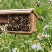 新手如何操作一个新蜂箱来吸引蜜蜂?