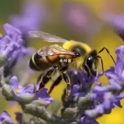 什么是黄色蜜蜂?