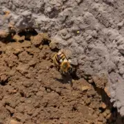 蜜蜂为什么会选择土墙上?