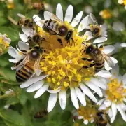 How do bees collect honey?