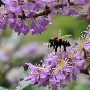 惠芝园蜜蜂的活动周期有多长?