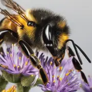 What is the diet of bees?