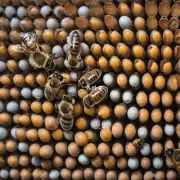 小蜜蜂为什么要在蜂巢里养蛋呢?