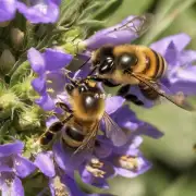 蜜蜂如何收集蜂蜜?