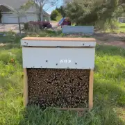 蜜蜂过箱后多久才能开始养?