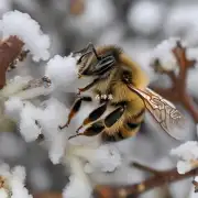 蜜蜂在冬季如何寻找繁殖材料?