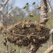 蜜蜂是如何建造巢的?