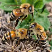 它们为什么要在玩蜜蜂的过程中互相分享?