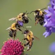 不同颜色的蜜蜂链子有什么区别?