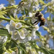 树木的材质如何影响快蜜蜂的觅食行为?
