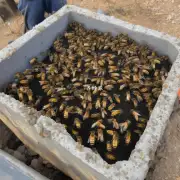 蜜蜂在茅坑里面有什么不同的行为?