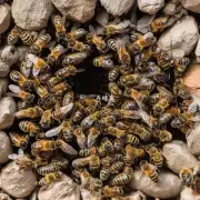 图片中哪些地方是蜜蜂巢的典型环境?