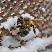 蜜蜂在冬季如何寻找保护性结构?