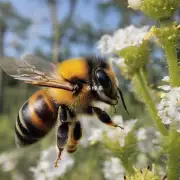 如何才能让蜜蜂在传粉时更有效地?