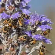 蜜蜂在冬季如何寻找水?