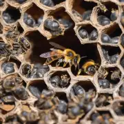 蜜蜂躲着马蜂窝的适应性是什么?
