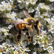如何识别蜜蜂群势的变化趋势?