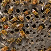 不同材料的蜜蜂巢的成本是多少?