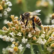 蜜蜂产的种子如何传播到其他地方?