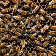如何让蜜蜂在分窝中找到其他蜜蜂?