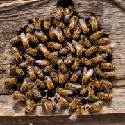 蜂巢如何维护自身健康?