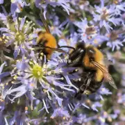 野蜜蜂的捕获季节是什么?