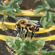 如何培养蜜蜂王的繁殖材料?