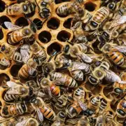 如何确保勾制后的蜜蜂翅膀能够承受不同的湿度?