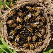 我听说马蜂窝上有很多关于蜜蜂的图片和视频是真的吗?