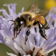 蜜蜂在死亡时是不是会表现出痛苦感?
