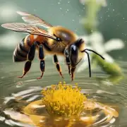 蜜蜂为什么要在水里寻找花粉和蜜糖?