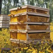 想要知道蜂箱里的蜂蜜是如何存储和分配?