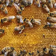 在蜂群中存在大量的蜜蜂专职产卵时如何进行有效的繁殖控制和维护整体生育能力平衡?