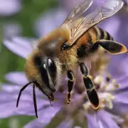 我想知道野蜂在采蜜的过程中会面临哪些困难?