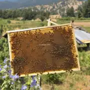 蜜蜂采蜜的最远距离是多少米?