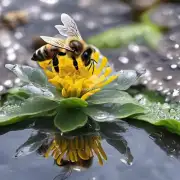 怎样确保水源对蜜蜂有益且无害?