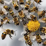 最快的蜜蜂有哪些地方可以得到繁殖?