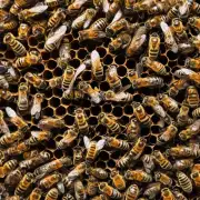 如果有一个蜜蜂巢有80只蜜蜂这个巢里最多可以放多少蜜蜂?