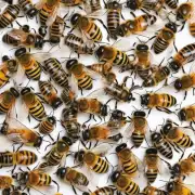 当蜜蜂和马蜂遇到时会发生什么?