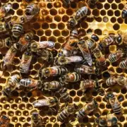 家里蜜蜂采蜜的食物来源是固定的吗?
