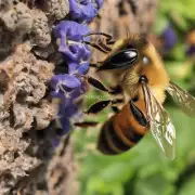 蜜蜂什么时候不能饲喂蜂蜜?